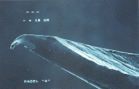 AKUTEST - click to enlarge